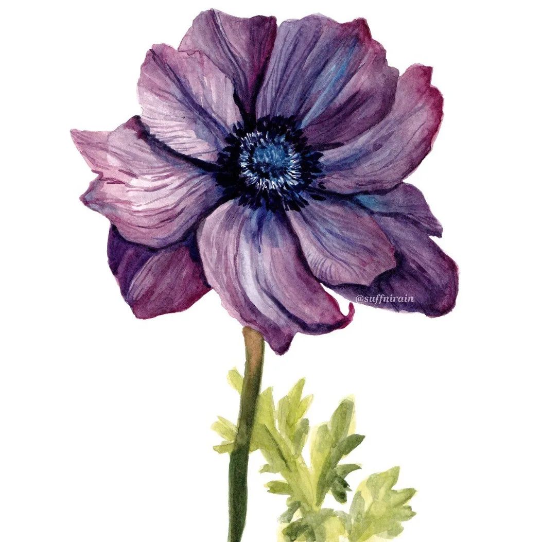Anemone ❤️
.
I've been prepping my works for printing nowadays. Planning on releasing a lot of new stickers for StickerCon MNL 2022! 
.
#suffnirain #watercolor #watercolorph #artph #whitenights #whitenightswatercolor #nevskayapalitra #nevskayapalitra_world #flowerph #botanicalph
