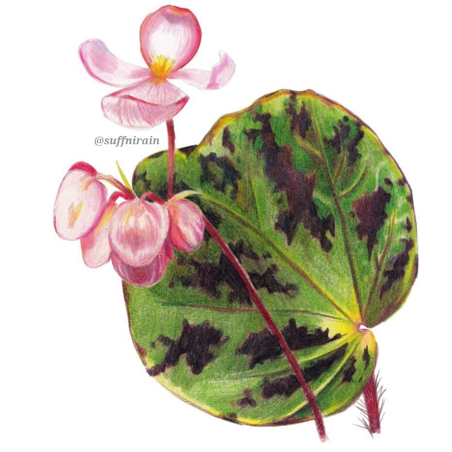 Begonia beijnenii from PNPCSI Botanical Art Workshop.
.
I used Prismacolor color pencils and a normal paper. Blending is hard. 😭
.
#suffnirain #pnpcsisymposium2021 #saveplantssaveus #PHNativePlants #pnpcsidrawingbegonia