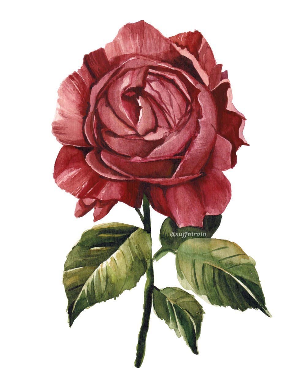 @studiowestph art club Christmas art trade! This rose is for @rizzamaee 🌹
.
#suffnirain #watercolor #watercolorph #artph #mijello #mijellomissiongold #rose