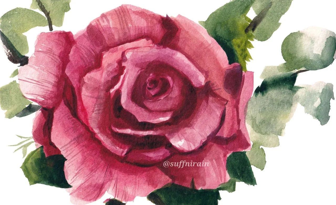 Rose practice 3!
#suffnirain #watercolor #watercolorph #artph #whitenights #whitenightswatercolor #nevskayapalitra #nevskayapalitra_world #flowerph #botanicalph #rose #roseph